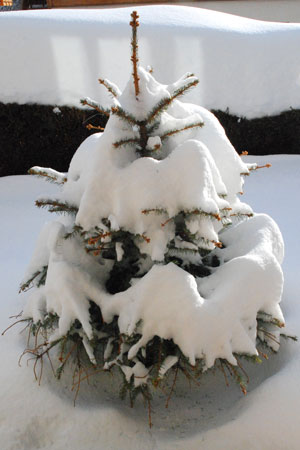 Snowy dead Christmas tree