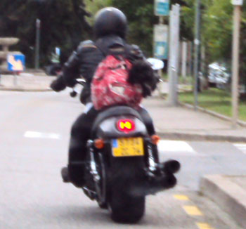 dog in a bag on a motorbike