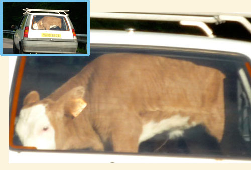 A cow in a car