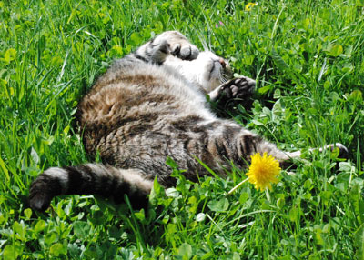 Bruno the cat in the grass