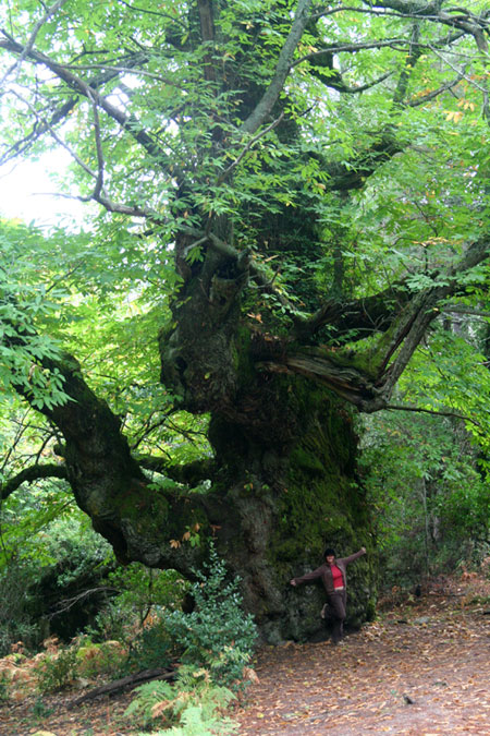 Corsican chestnut tree
