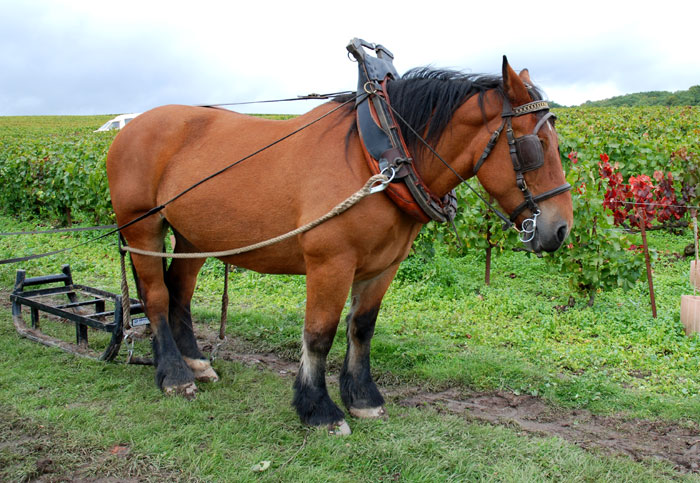 Horse used to collect grapes