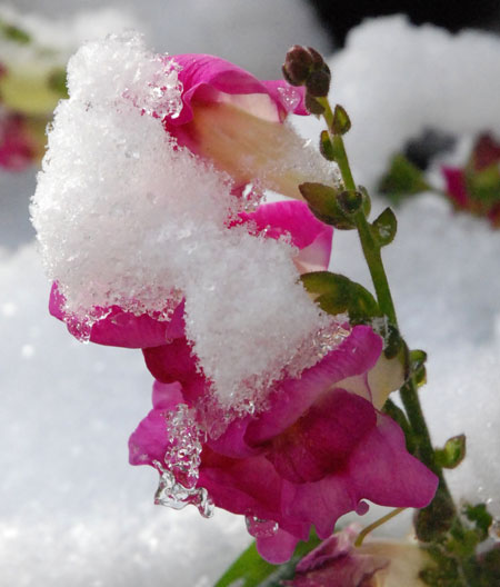 Pink flower covered in snow