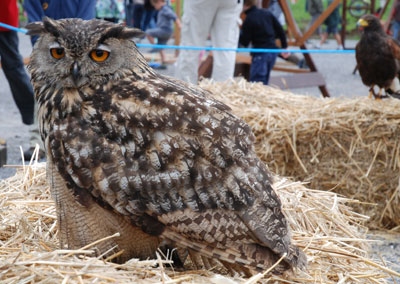 Owl in St Jean de Sixt, France
