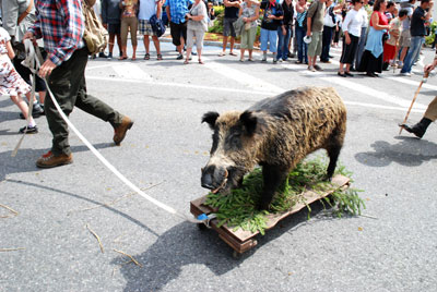 Stuffed boar chasing people in La Clusaz, France, at the Fete du Reblochon