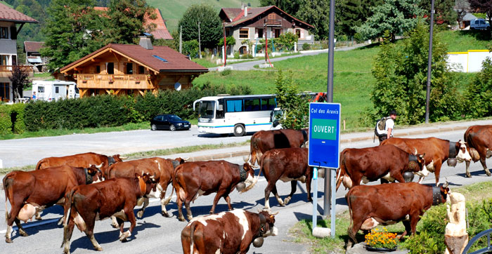 Cows marching through St Jean de Sixt in the Aravis region, France