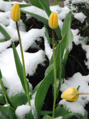 <Snow-covered tulips in Saint-Jean-deSixt, France>