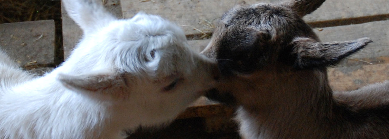 &lt;Baby goats in spring at Les Confins, La Clusaz, French Alps&gt;