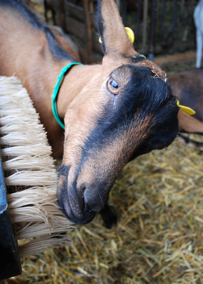 &lt;Close-up of a happy La Clusaz goat brushing her face&gt;