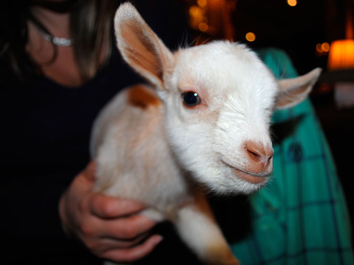 &lt;Photo of a baby goat at La Ferme des Vonezins refuge near Thones, Haute Savoie, France  &gt;