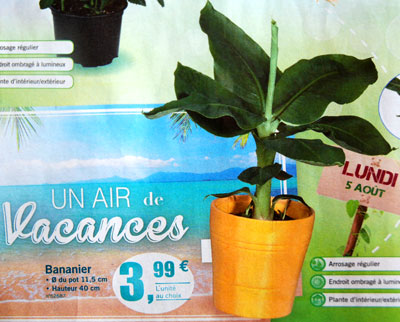<Photo of banana plants for sale in the French Alps supermarket catalogue>