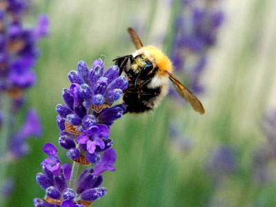 <Photo of a bumblebee on lavendar in St Jean de Sixt, France>