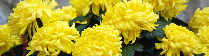<Yellow chrysanthemum flowers in St Jean de Sixt >