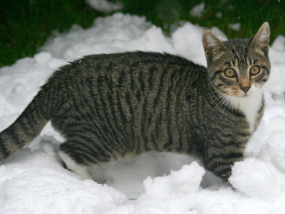 <Photo of Squeak the kitten and his first snow experience>