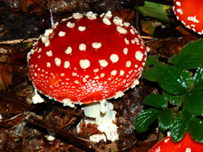 <Photo of an Amanita muscaria mushroom in France>