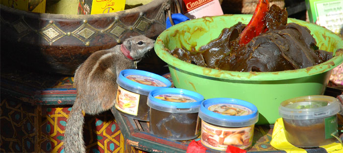<Photo of a pet chipmunk at a souk in the Medina of Marrakesh>