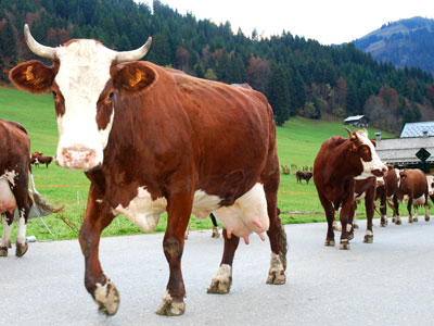 <Photo of cows on the road in La Clusaz. Copyright Le Franco Phoney>