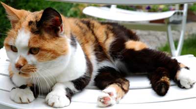 Photo of Pantoufle the French deaf cat. Copyright Le Francophoney.