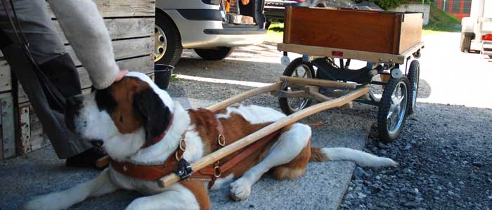 St Bernard dog attached to trailer