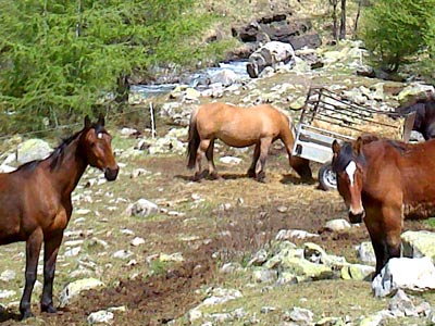 Photo of horses by the Drac Noir