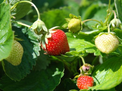<Photo of spring strawberries in August in France'>