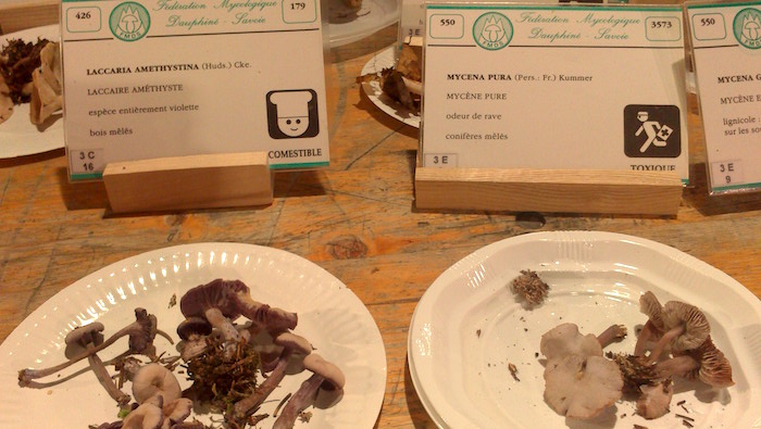 French mushroom show at Le Grand Bornand, France