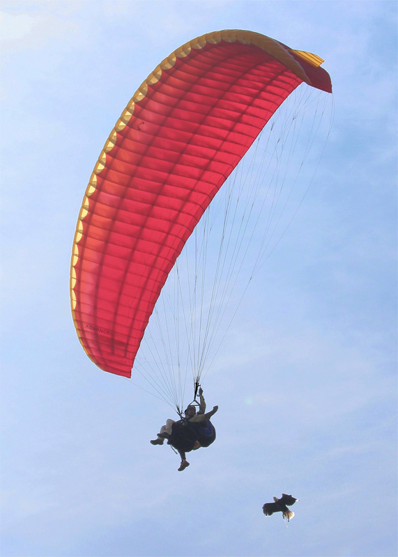 Paragliders and eagle at Coupe Icare, France