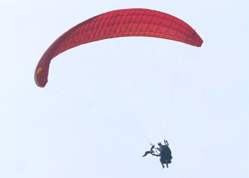 Eagle and paragliders at Coupe Icare