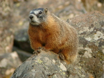A 'real' marmot